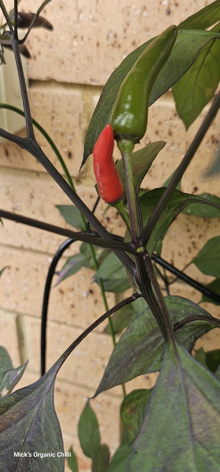 Chilli - Variegated Royal Black 10 Seeds