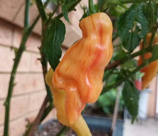 Sugar Rush Stripey Chilli 12 Seeds