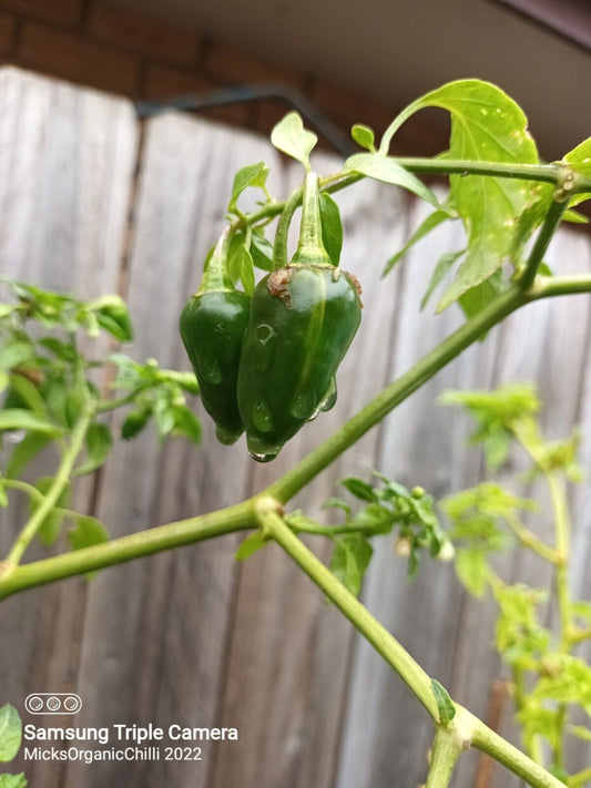 Variegated Fish Pepper Chilli 10 SEEDS