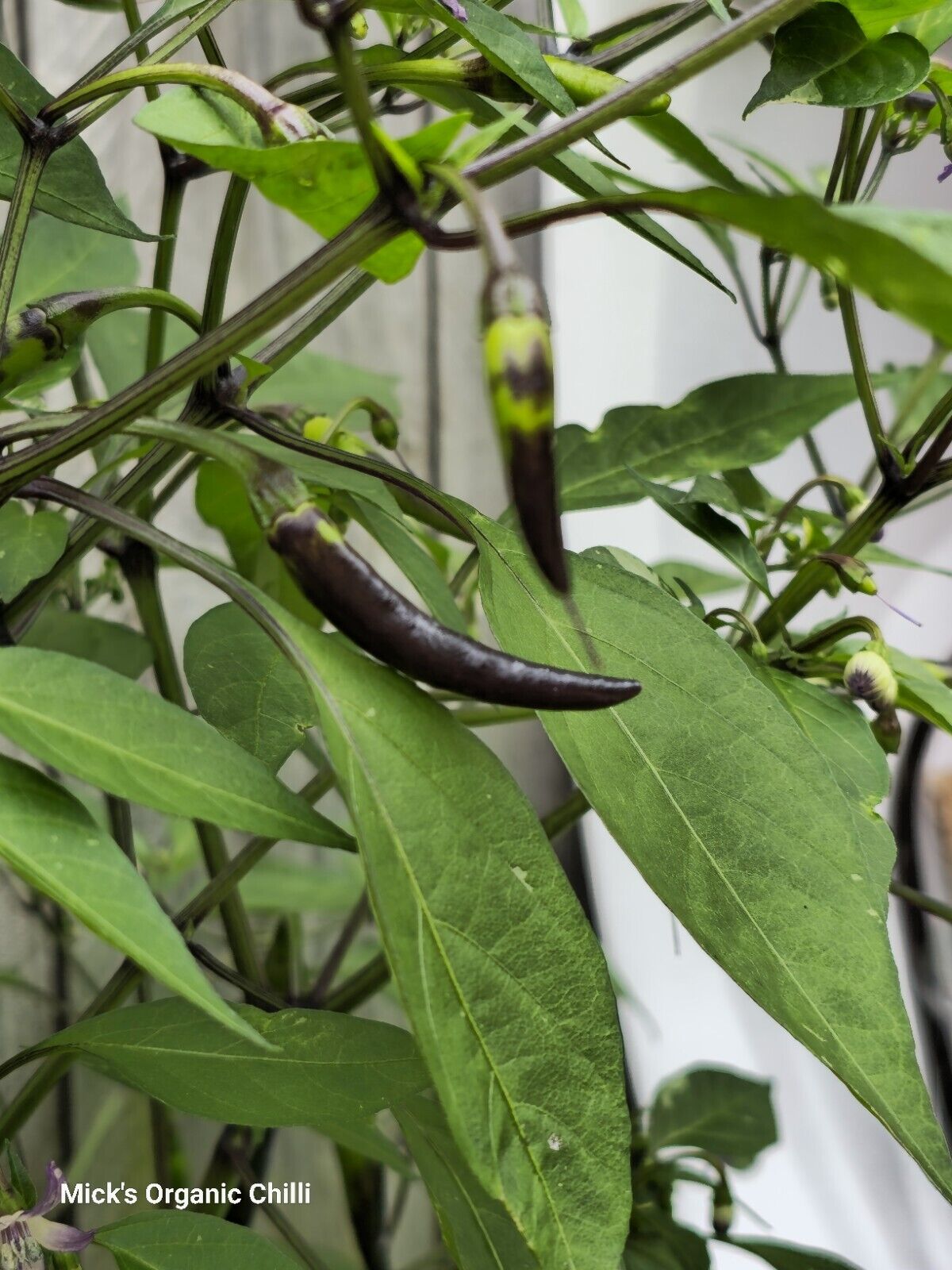 Chilli - Zimbabwe Black Variegated 10 Seeds