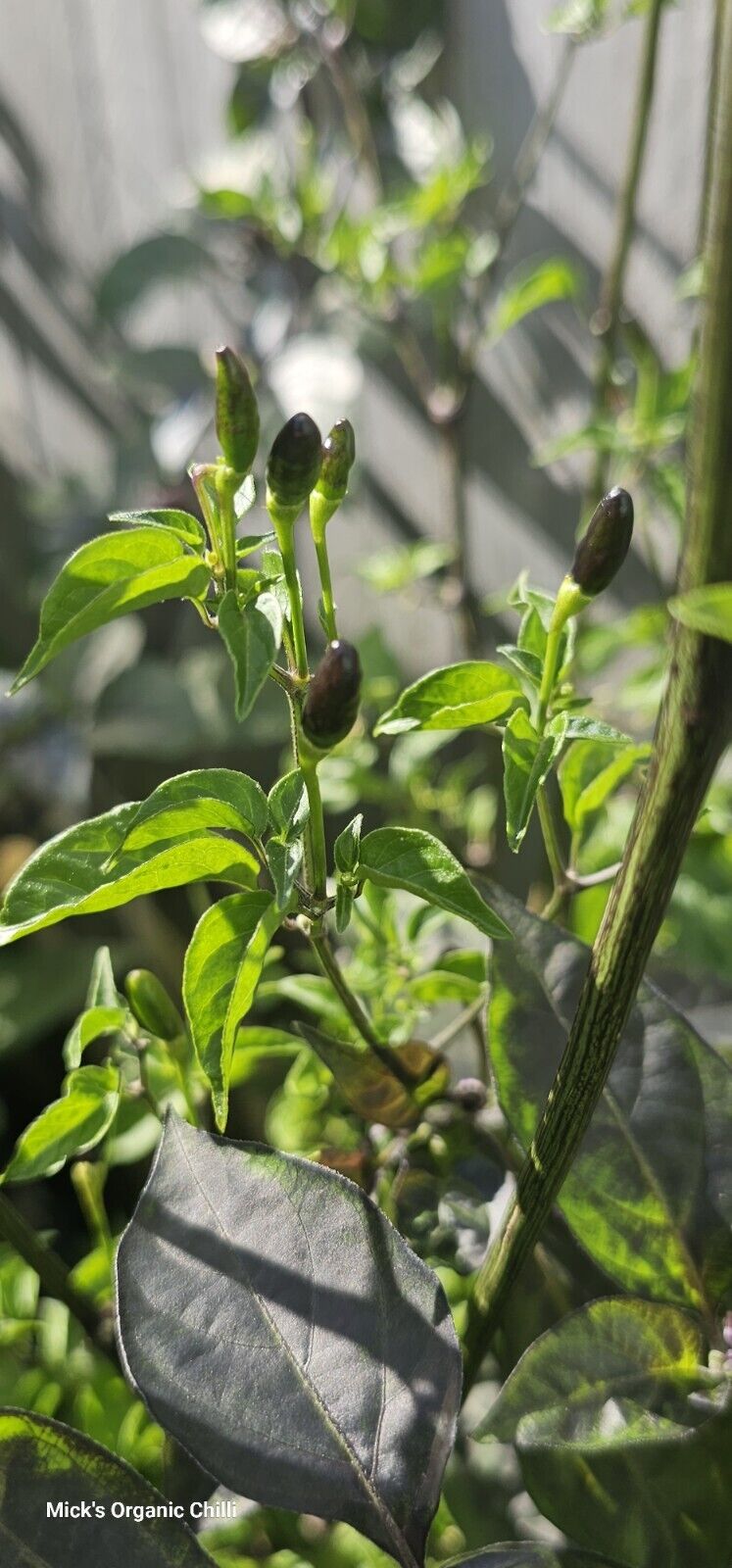 Chilli - Wild Texas Rice 10 Seeds