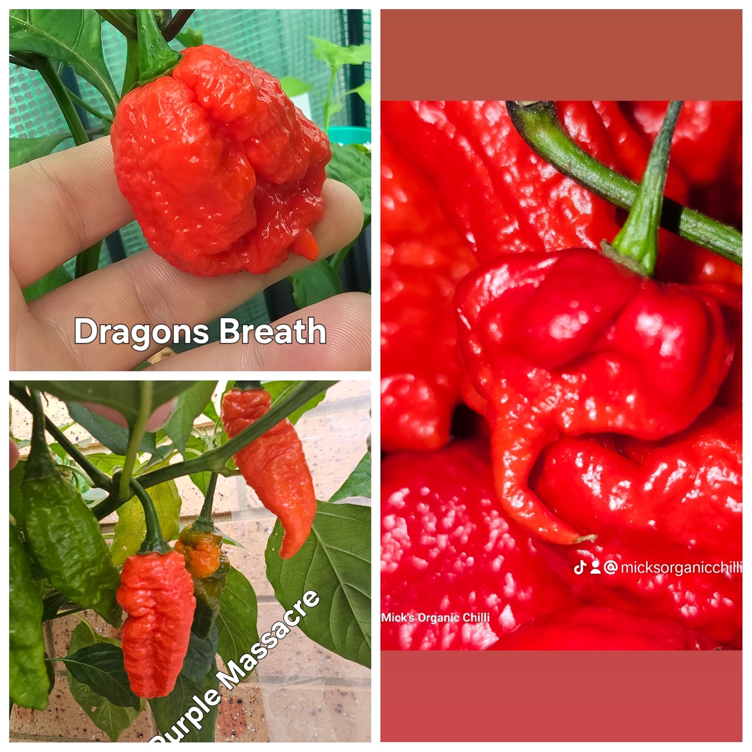 Chilli Seed Multipacks