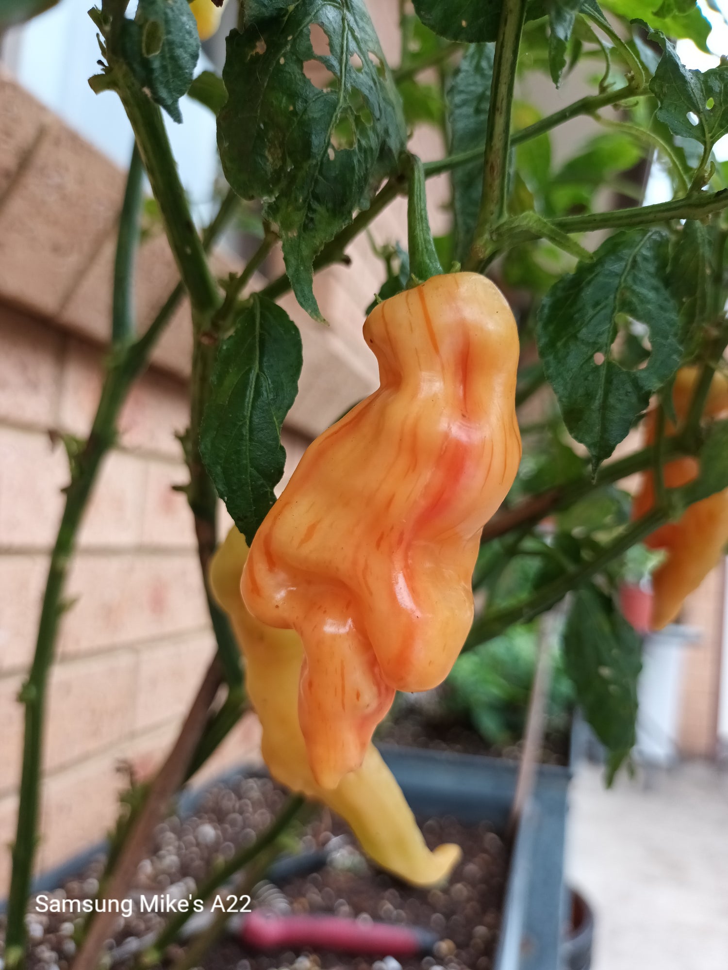 Medium heat