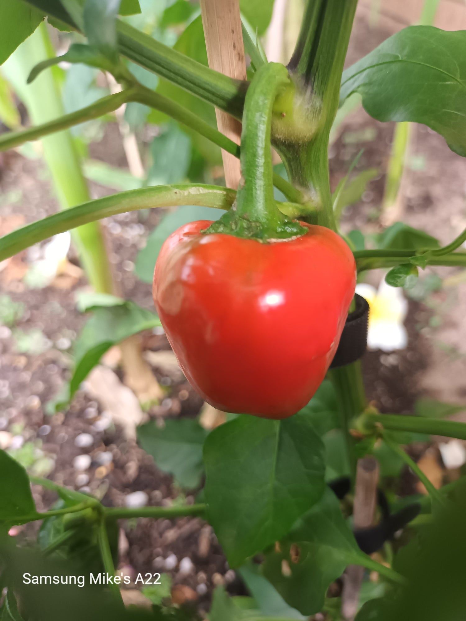 Mild chilli