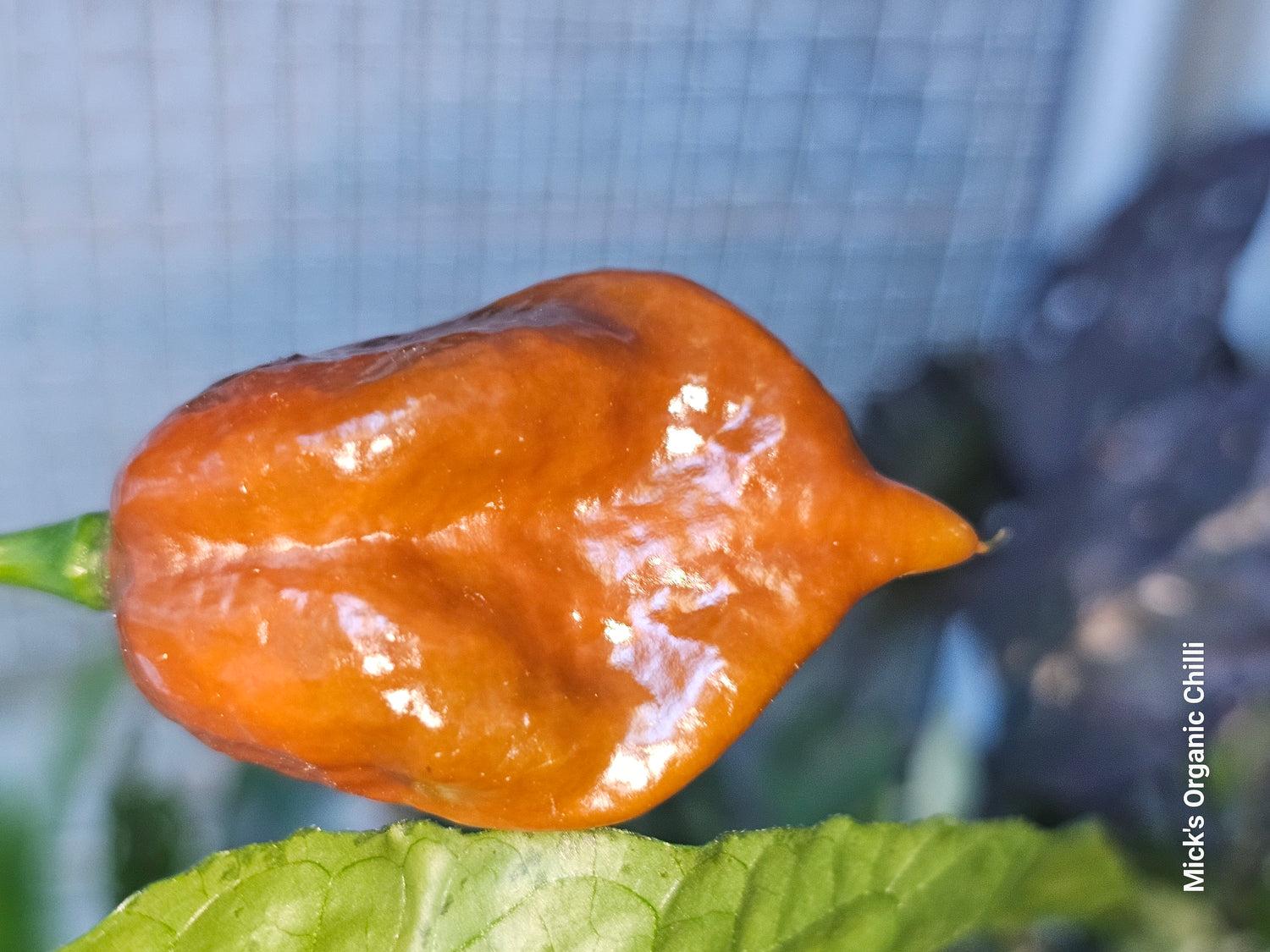 Chilli Variety packs