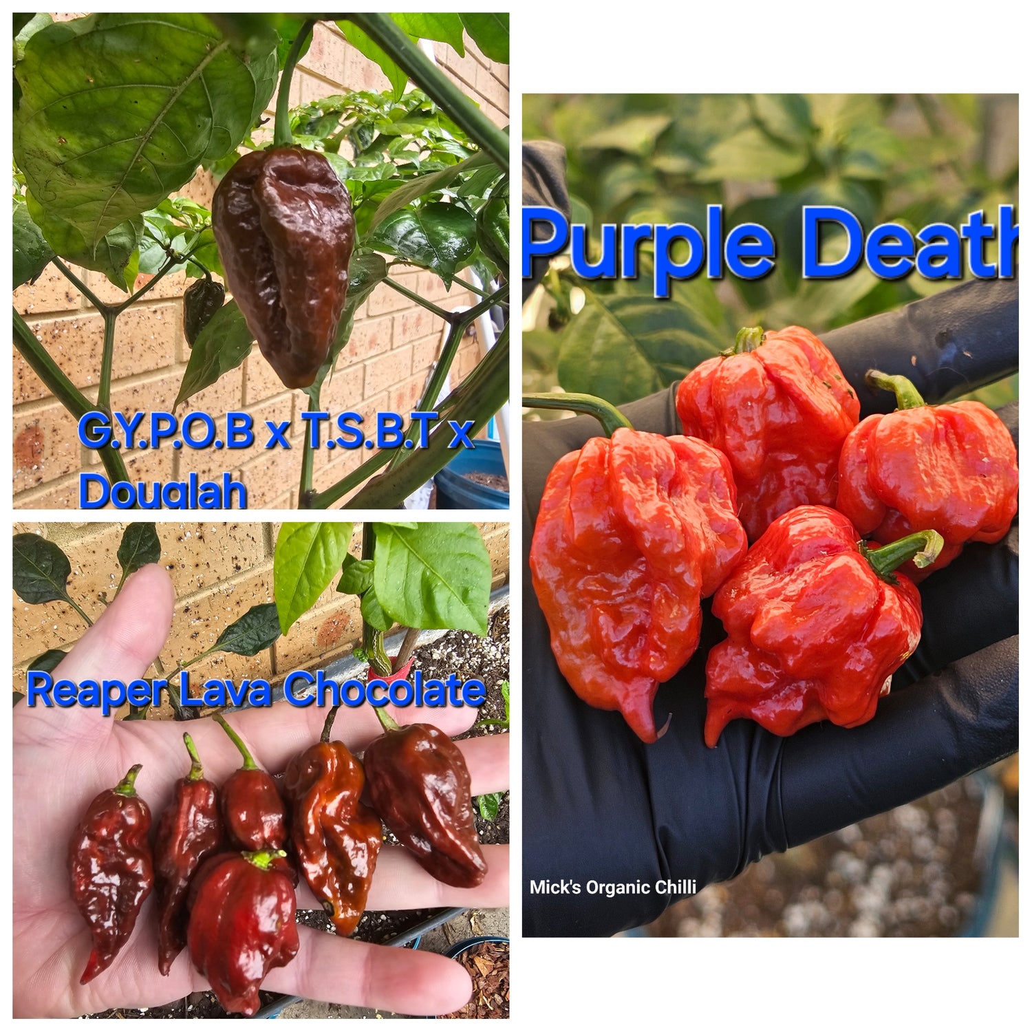 Super hot Chilli Pack #5