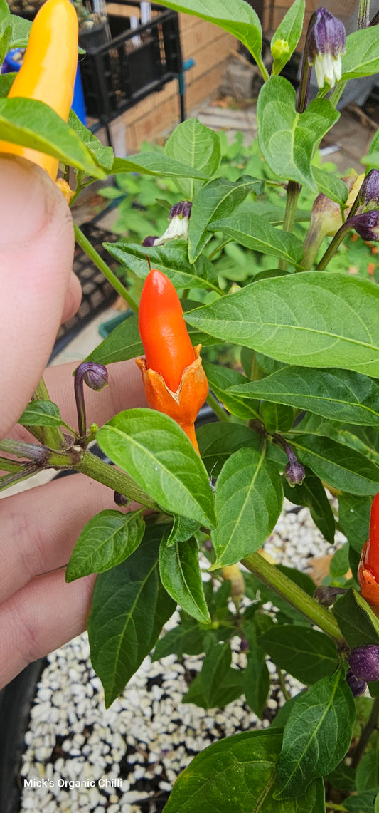 Bleeding Rawit White 10 Seeds
