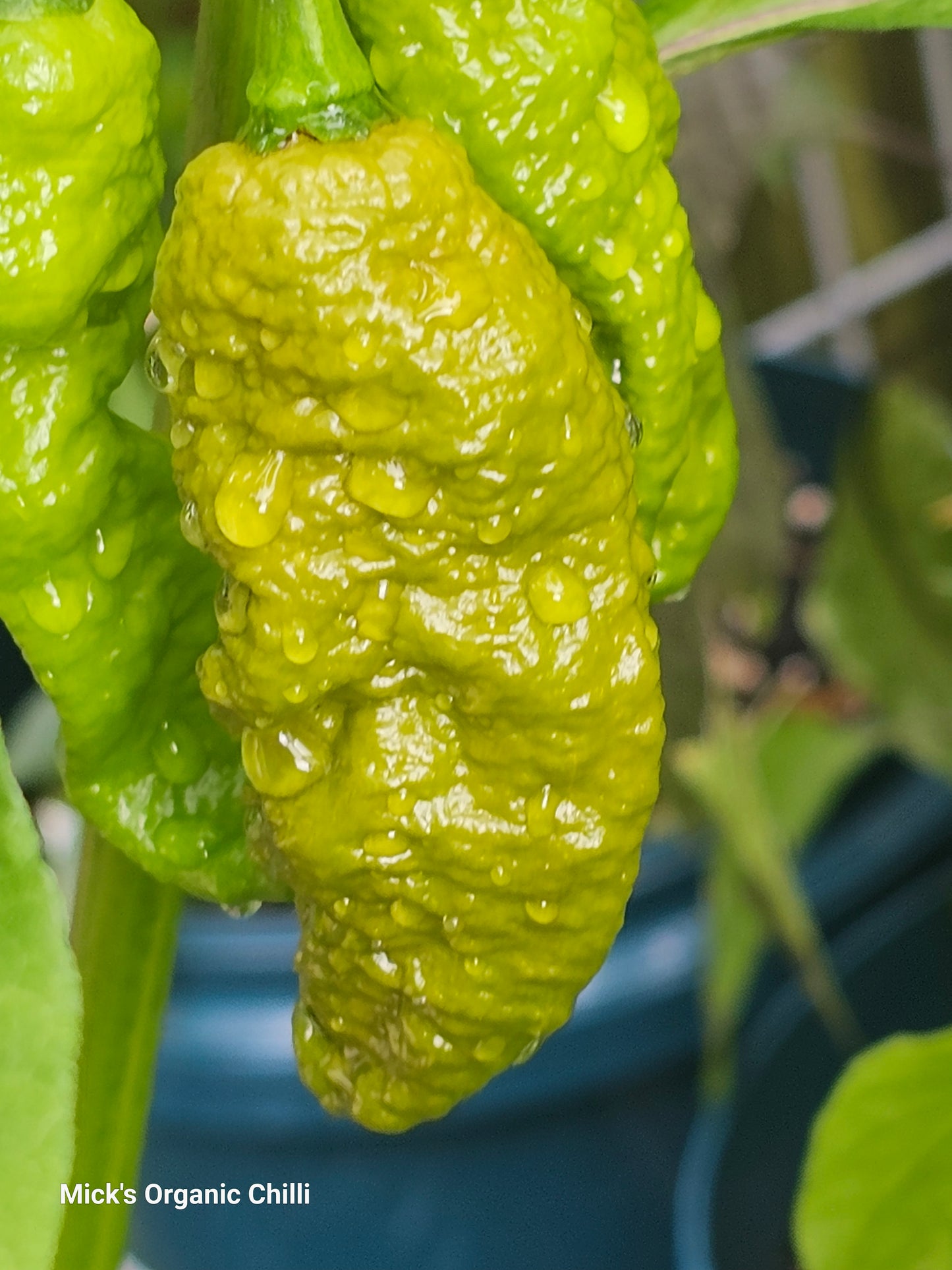 Primotalii mustard chilli 10 Seeds