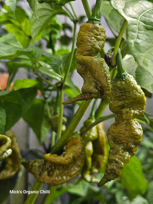 Primotalii mustard chilli 10 Seeds