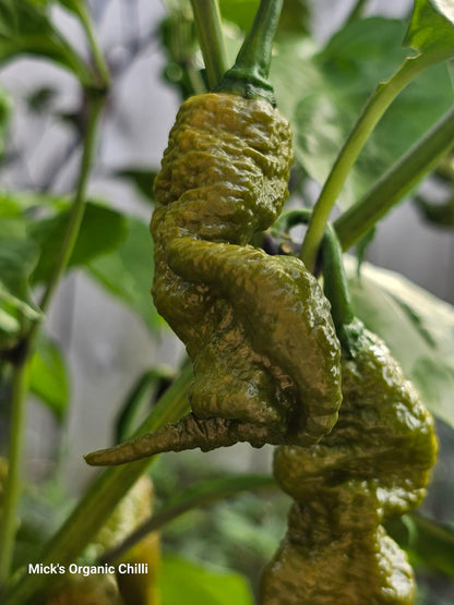 Primotalii mustard chilli 10 Seeds