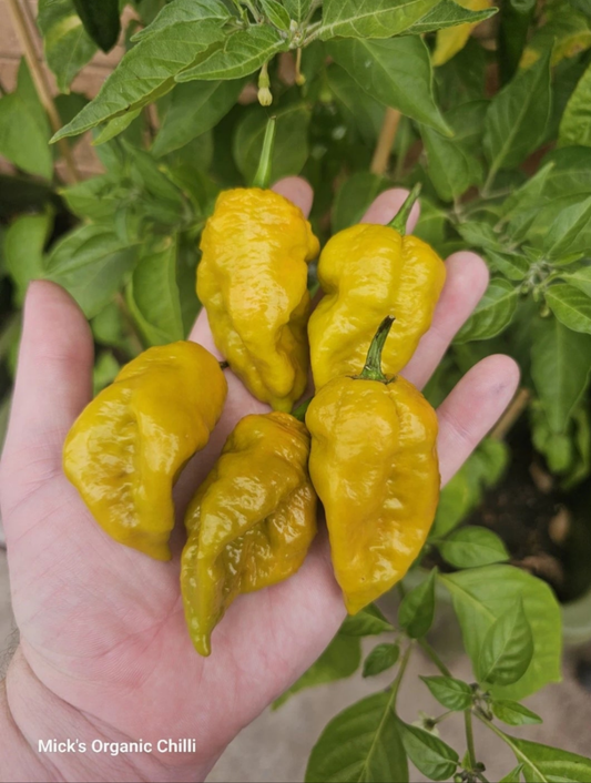 Mustard Bhutlah Chilli 10 seeds