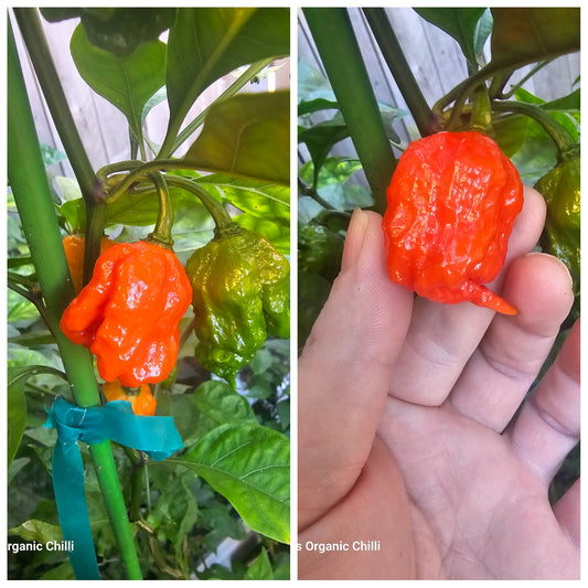 Trinidad 7 Pod Brainstrain