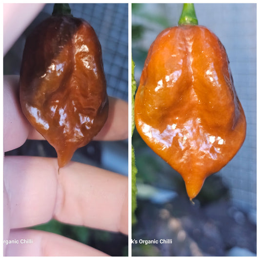 Reaper x Cabonero