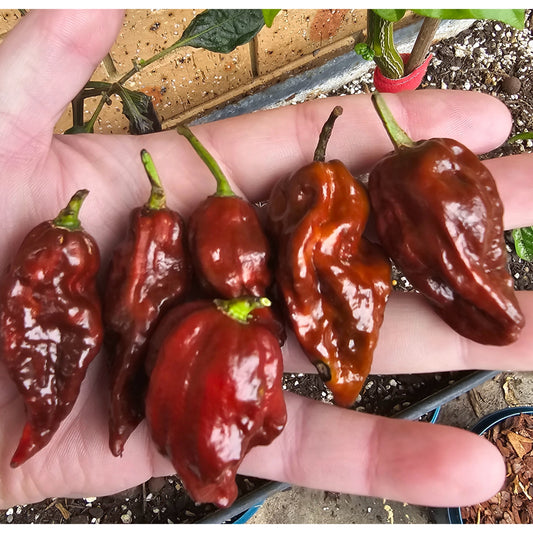 Reaper Lava Choc Chilli