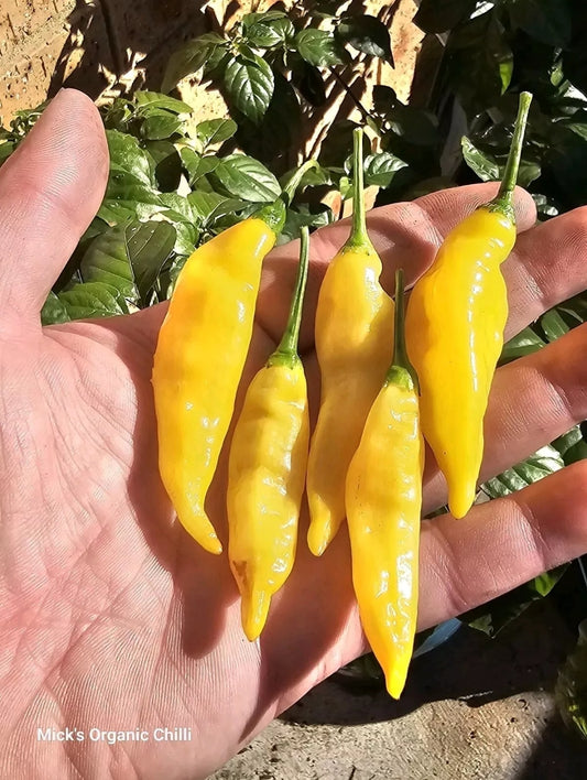 Aji Lemon Drop 10 Seeds