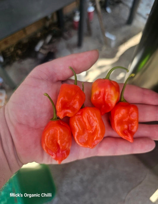 BSY x Jigsaw Red Chilli 10 Seeds