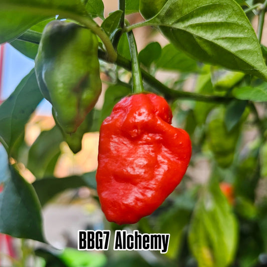 Chilli - BBG7 Alchemy