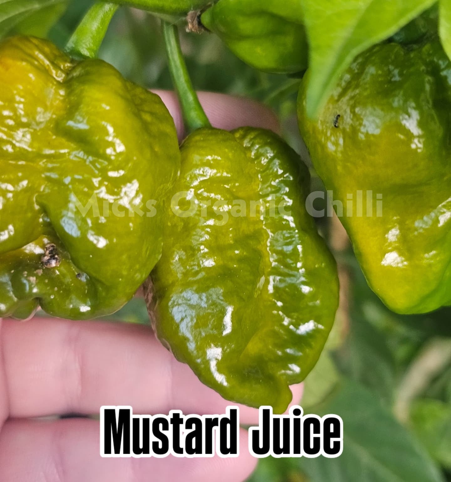 Mustard Juice