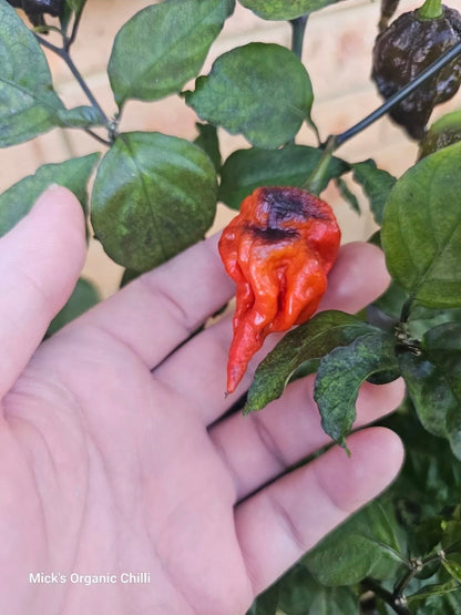 Purple death 2025 (Dark leaf)