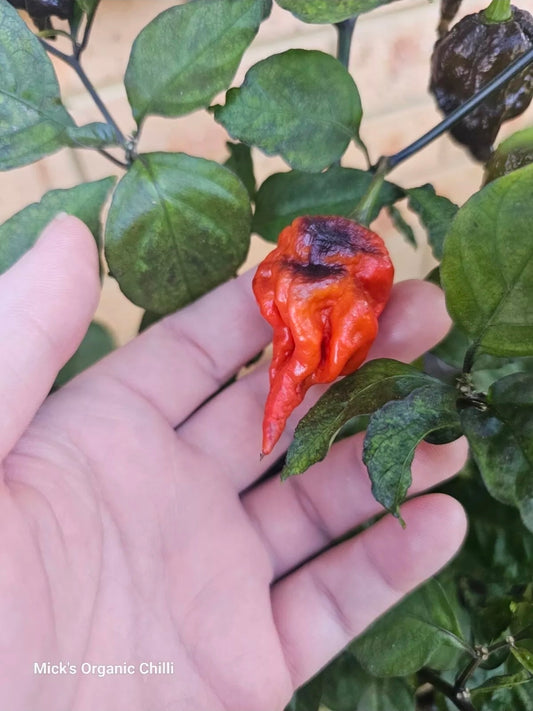 Purple death 2025 (Dark leaf)