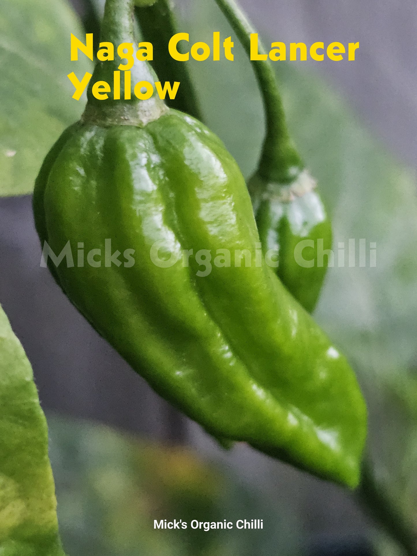 Naga Colt Lancer Yellow 10 Seeds