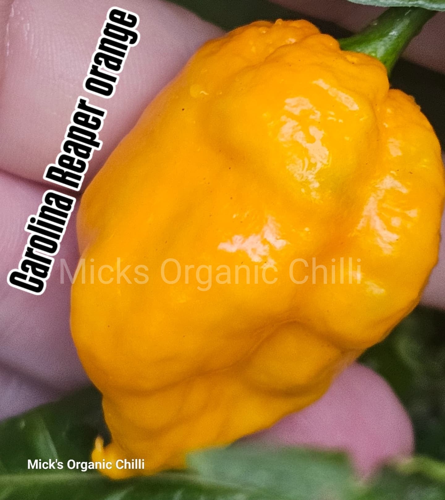 Carolina Reaper Orange