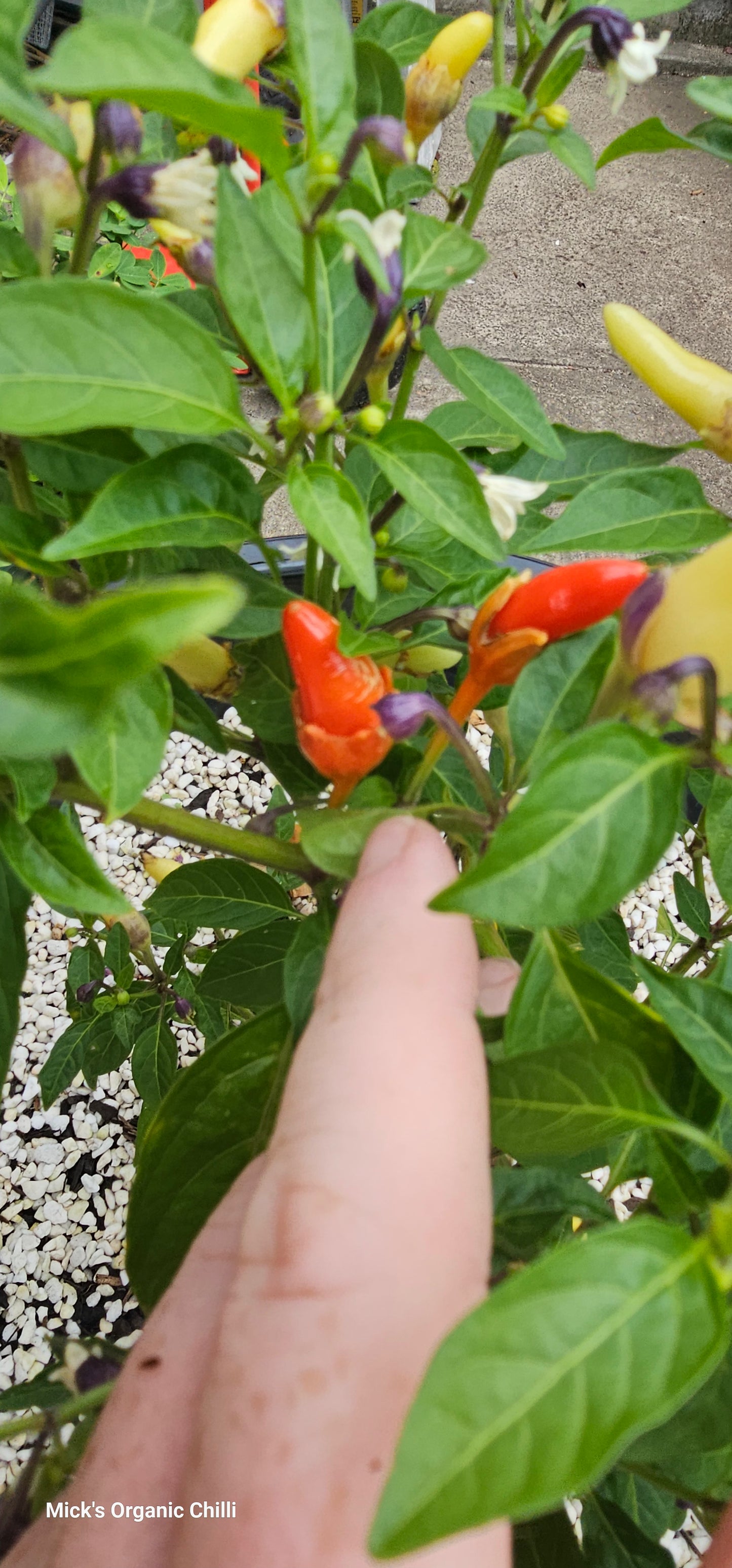 Bleeding Rawit White 10 Seeds