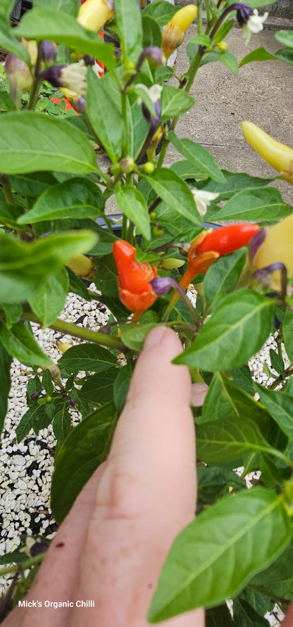 Bleeding Rawit White 10 Seeds