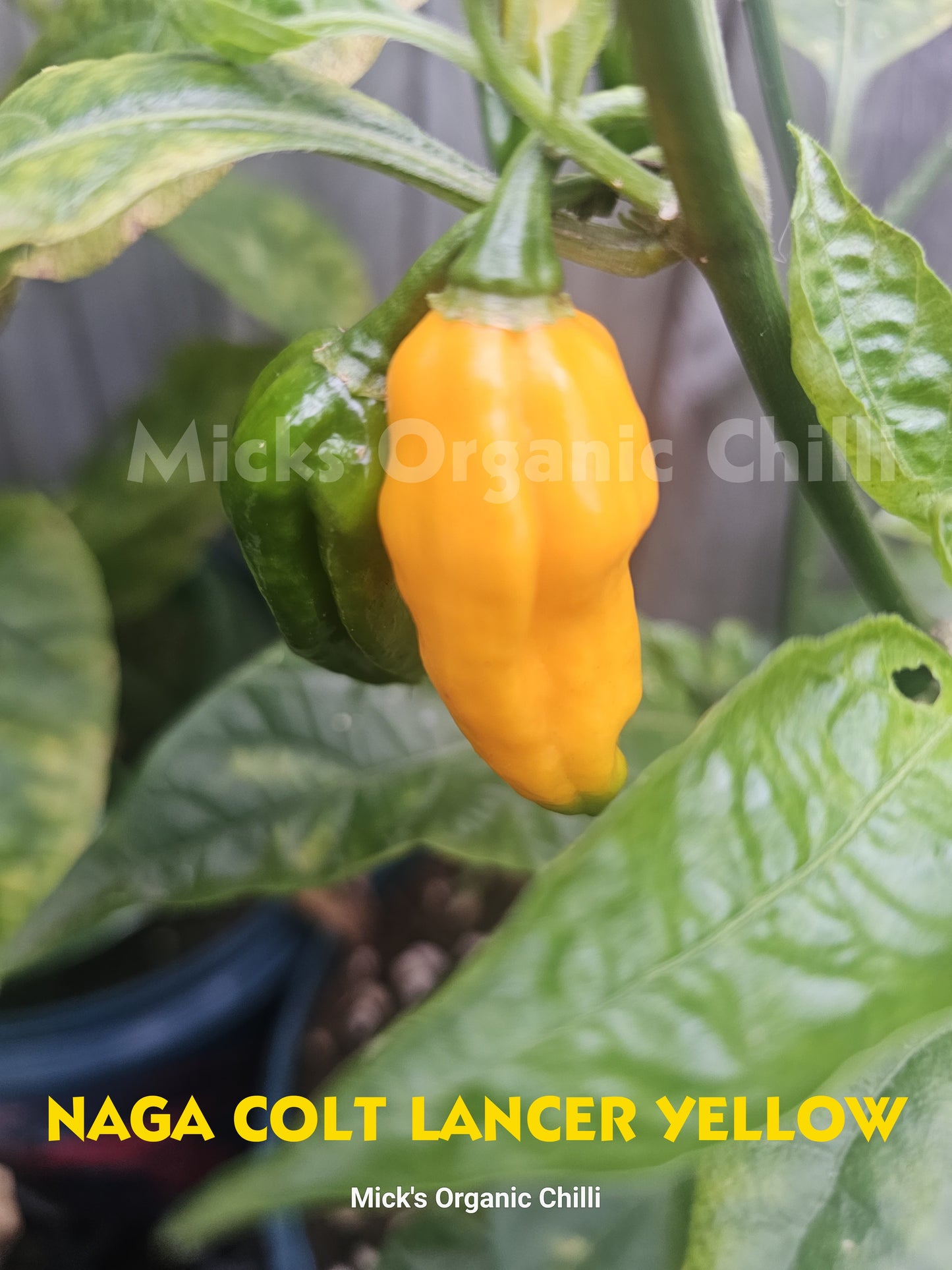 Naga Colt Lancer Yellow 10 Seeds
