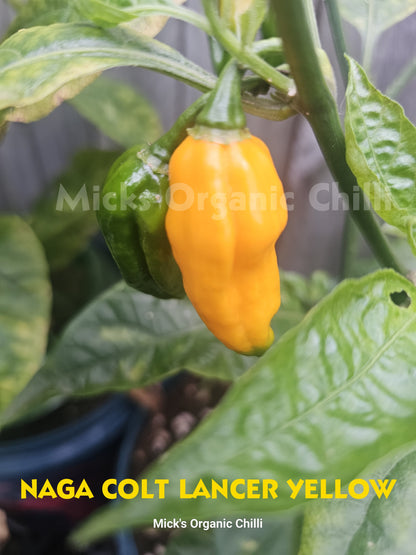 Naga Colt Lancer Yellow 10 Seeds
