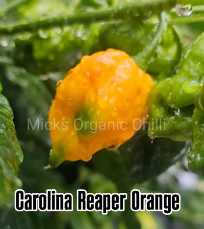 Carolina Reaper Orange