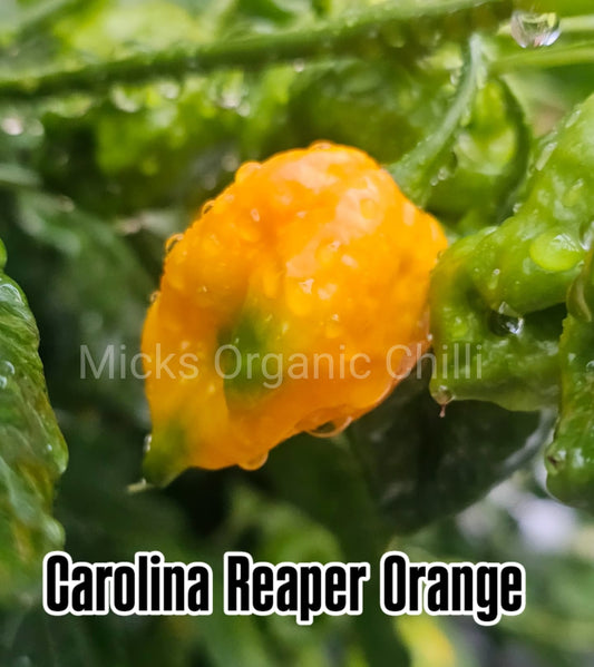 Carolina Reaper Orange