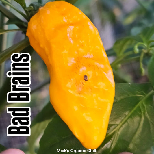 Chilli - Bad Brains 10 Seeds