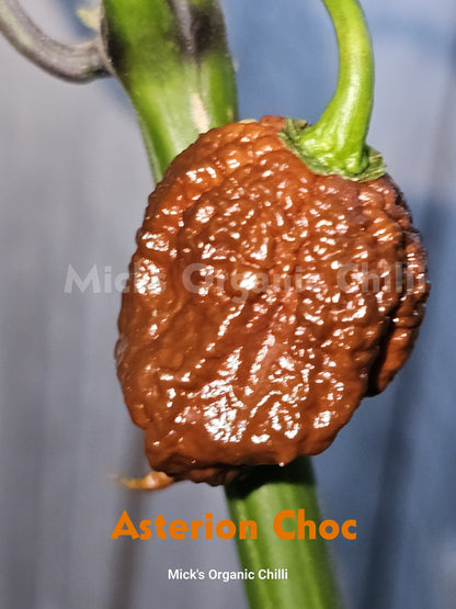 Asterion Choc 10 Seeds