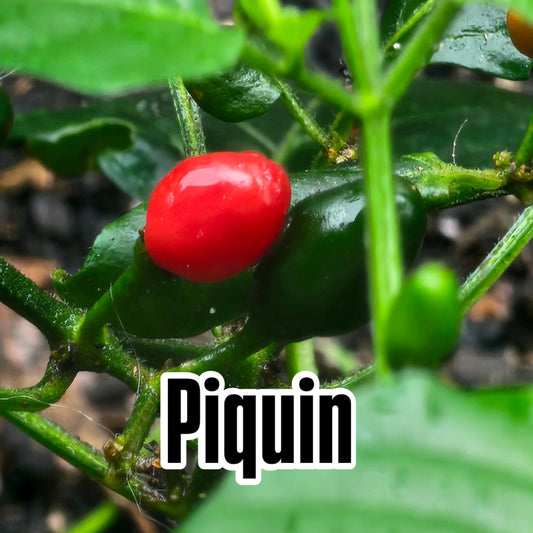 Chilli - Pequin 10 Seeds