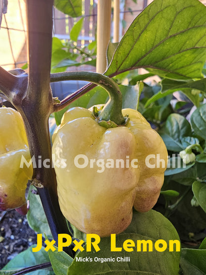 JxPxR Lemon 10 Seeds