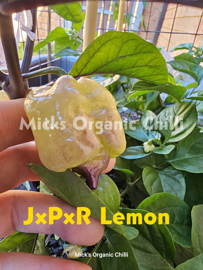 JxPxR Lemon 10 Seeds