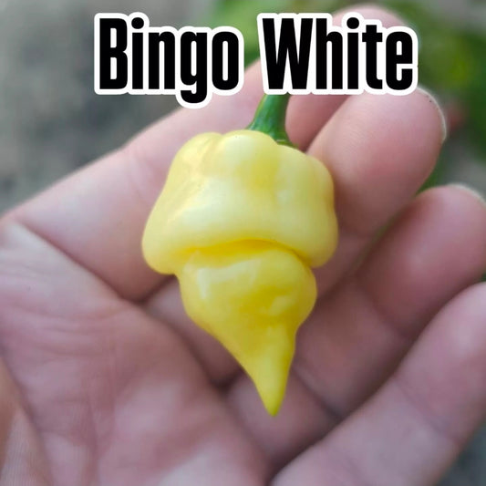 Bingo White 10 Seeds