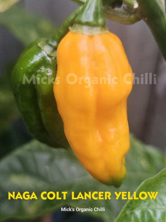 Naga Colt Lancer Yellow 10 Seeds