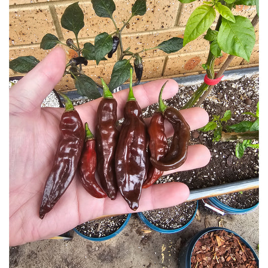 Aji Panca Choc