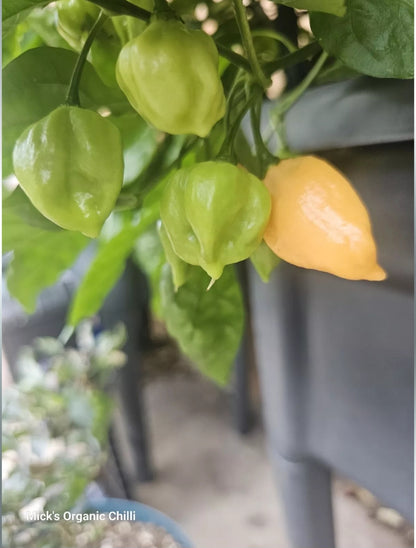 7 Pot Lobotomy Peach