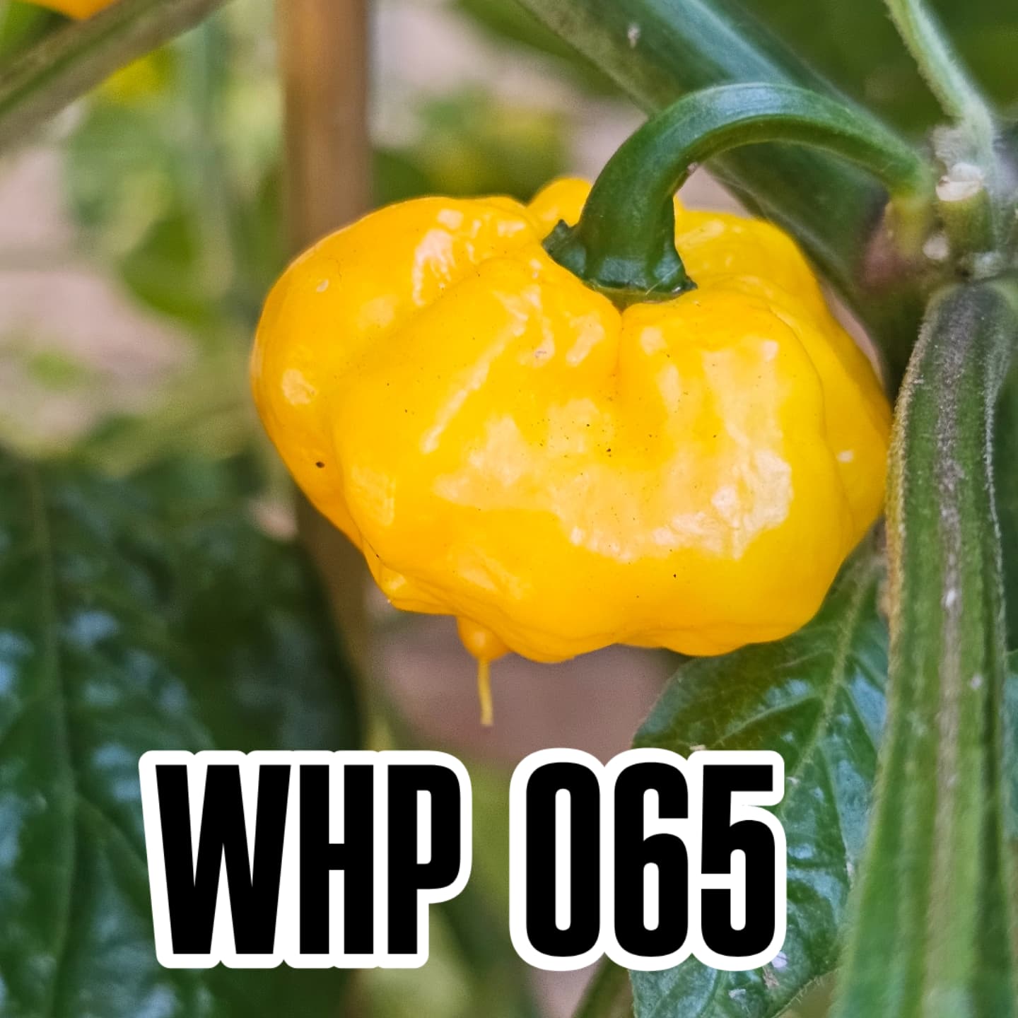 WHP 065