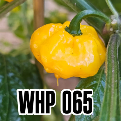 WHP 065