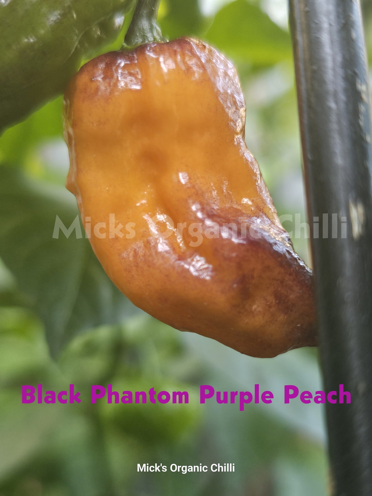 Black Phantom Purple Peach  10 Seeds