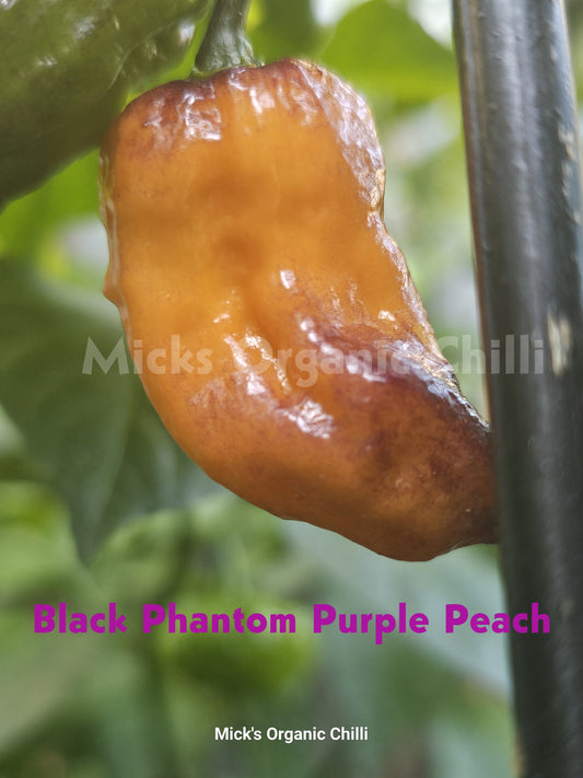 Black Phantom Purple Peach  10 Seeds
