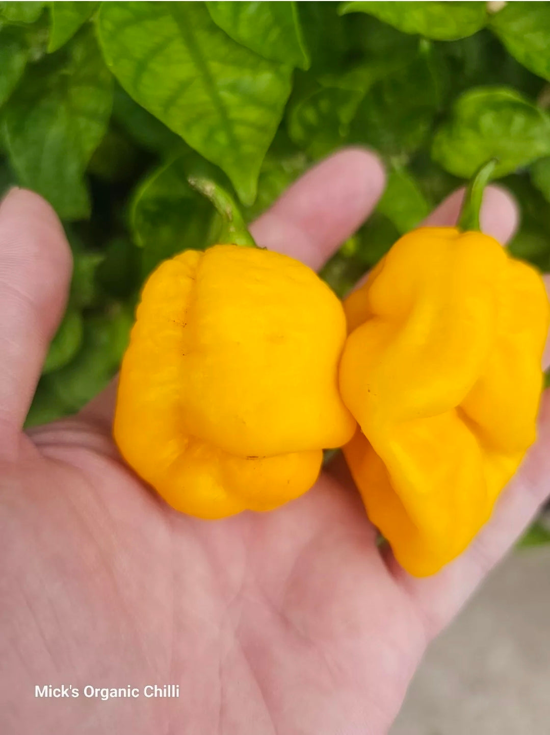 Yellow reaper x Yellow Moruga