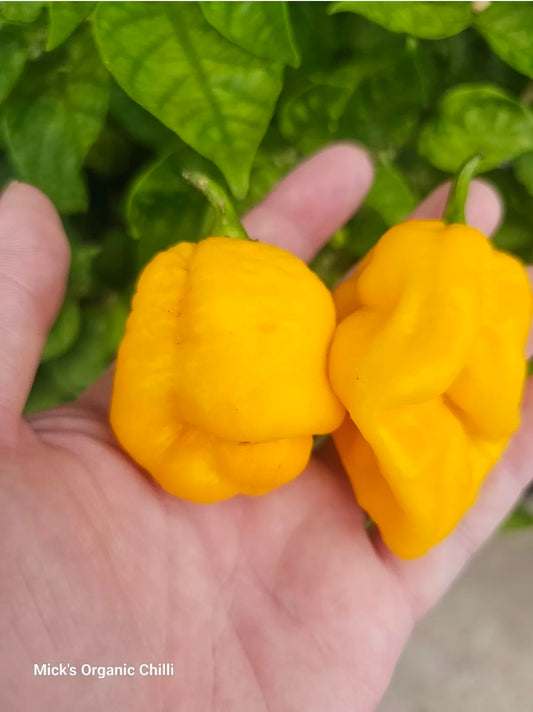 Yellow reaper x Yellow Moruga