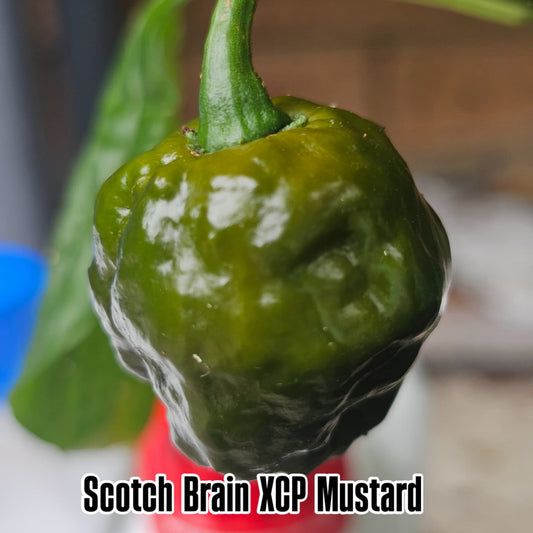 Chilli - Scotch Brains XCP Mustard 10 Seeds **LIMITED SEEDS AVAILABLE**