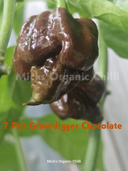 7 Pot Gravedigger Chocolate 10 Seeds