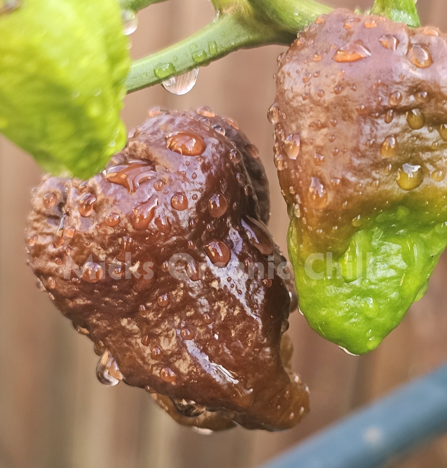 Devils Turd